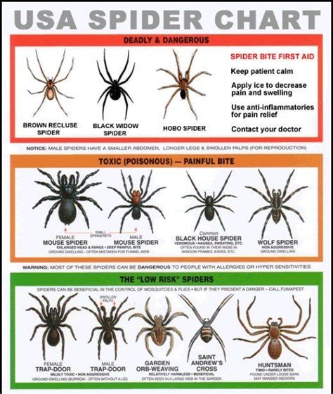 What Is The Deadliest Spider In America Spider Chart Dangerous