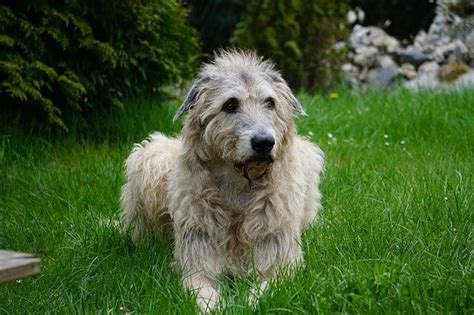 Irish Wolfhound Lab Mix A Full Guide Read This First
