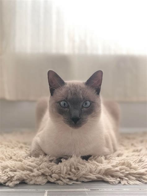 My Blue Point Siamese In His Natural Habitat The