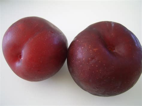 Two Purple Plums Free Stock Photo Public Domain Pictures