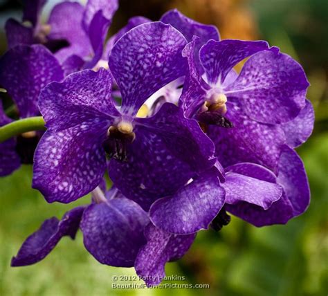 Monnierara millenium magic 'witchcraft' fcc/aos. Vanda Orchids :: Beautiful Flower Pictures Blog