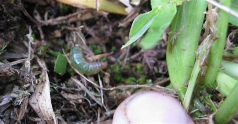 The nests are produced by hairy caterpillars known as the fall webworm. Sod webworms may be lurking in your lawn