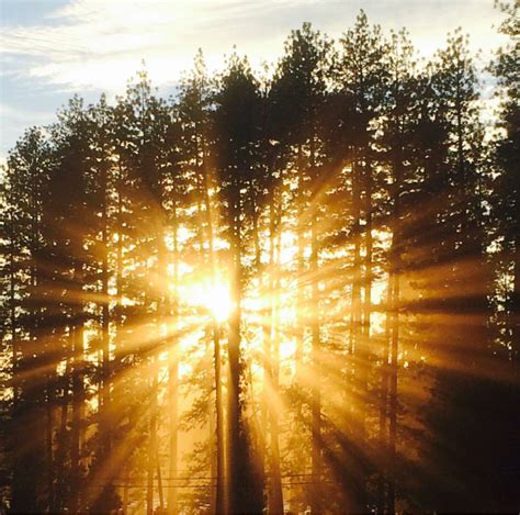 The Morning Sun Reflects Through The Trees Of California 6fa
