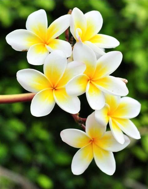 Gambar Bunga Kamboja Putih Kuning Flowers Nature Beautiful Flowers Plumeria Flowers