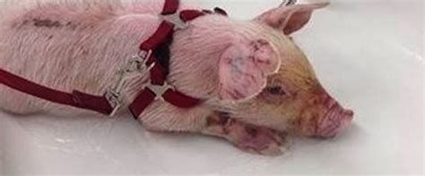 Jun 30, 2021 · the following students earned a perfect 4.0 gpa during the second semester: Yoda The Piglet Escapes Slaughterhouse, Finds Love