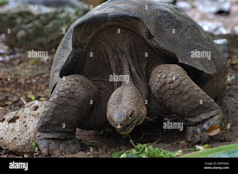 Giant Galapagos Tortoise At Charles Darwin Research Station In The