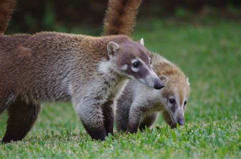 24 Interesting And Bizarre Facts About Coatis Tons Of Facts
