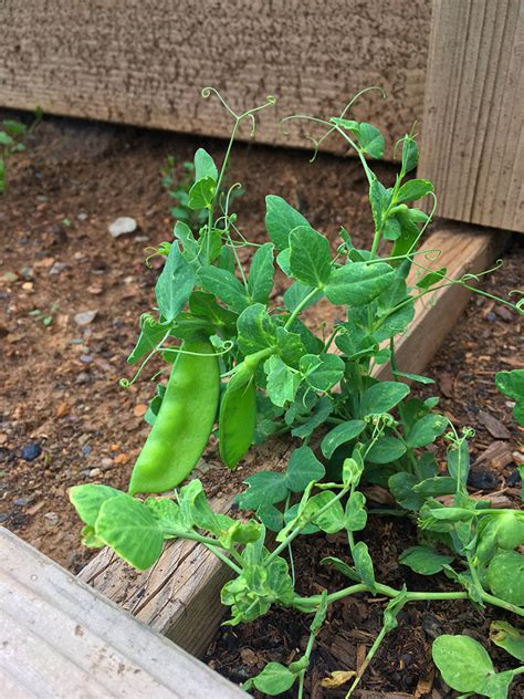 We're making a difference in every community we serve through donations to area food banks. Community Garden - Durango Food Bank