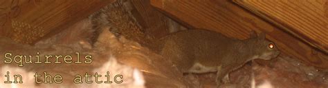 Squirrels In The Attic How To Get Rid