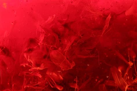 Deep Red Free Photo Download Freeimages