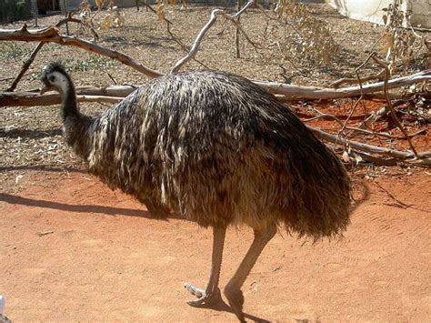 Emu Vs Cassowary The Key Differences A Z Animals