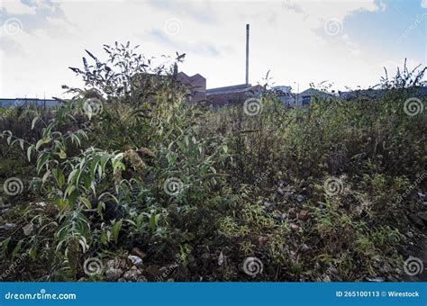 Overgrown Brownfield Land Stock Image Image Of Kingdom 265100113