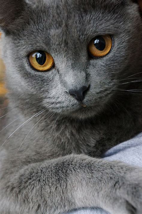Perfect Grey Beauty Cats Meow Pinterest