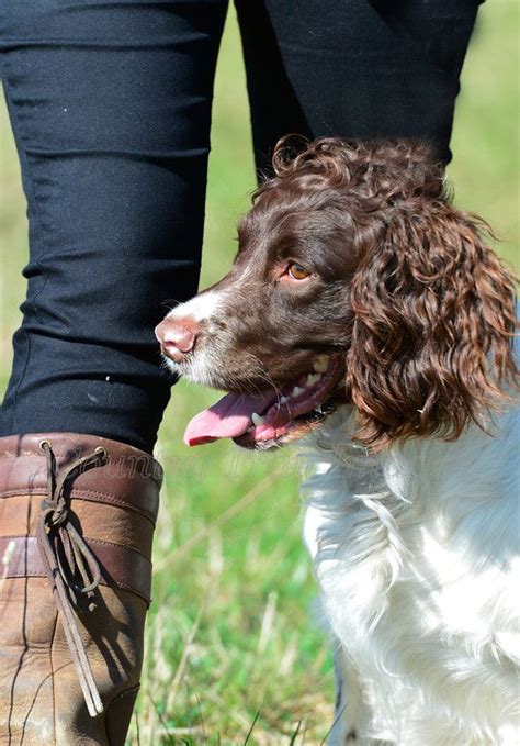69 Best Uk Gundogs Images On Pinterest Doggies Pup And