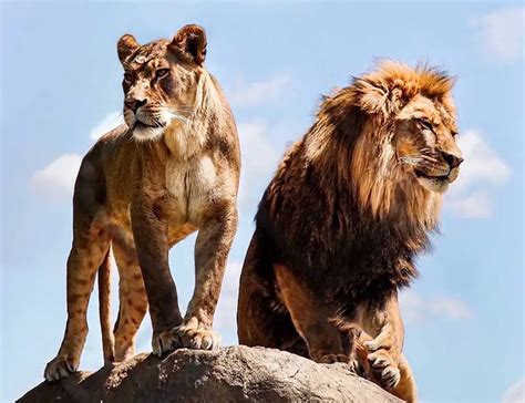 20 Interesting Lion Facts Inspiring Protection And Awareness