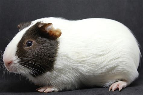 Guinea Pig Breeds Different Types Of Guinea Pigs Petreview