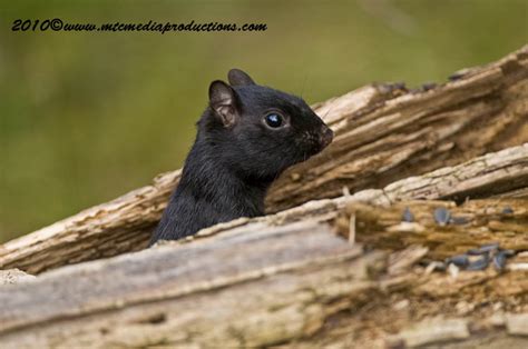 Black Chipmunk Pictures Wildlife And Nature Photography Michael