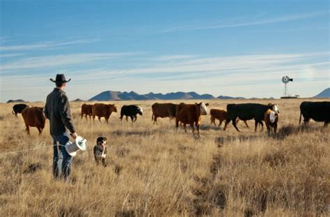 Texas Ranches Manage Cattle To Improve Habitat And Watershed Health