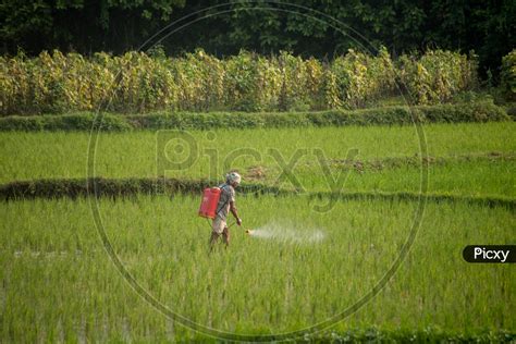 Image Of Farmer Spraying Pesticides In Paddy Fields Kq424882 Picxy
