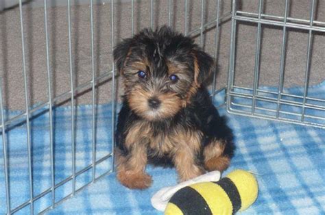 24/7 support after the we offer the most exquisite teacup yorkies, tiny teacup yorkies, and tiny yorkie puppies that you will. PUPPIES ..... YORKSHIRE TERRIERS, SHIH TZU, YORKIE-POO ...