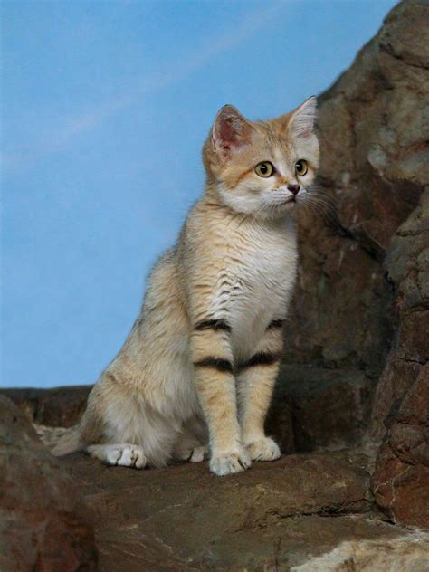 Sand Cat Wikipedia