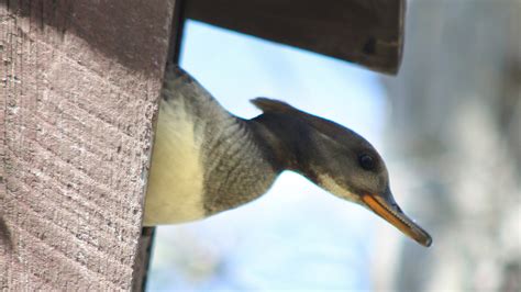 For The Birds Visit Audubon Sanctuary Atop Franklin Mountain All Otsego