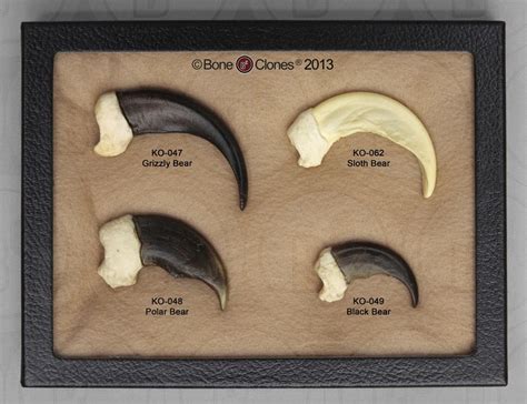 Set Of 4 Bear Claws In Riker Box Bone Clones Inc Osteological