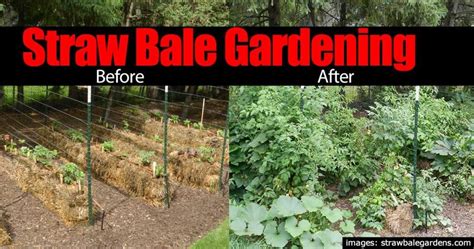 Straw Bale Gardening 10 Easy Growing Reasons To Try It