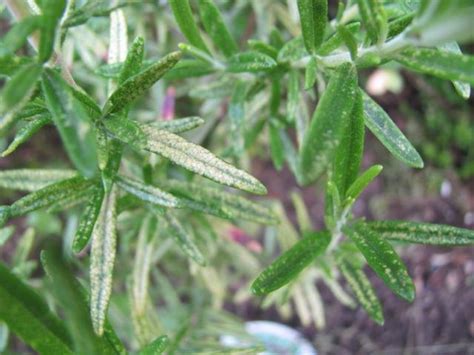 It can also go long. Yellow spots on Mediterranean herb leaves ? (organic forum ...