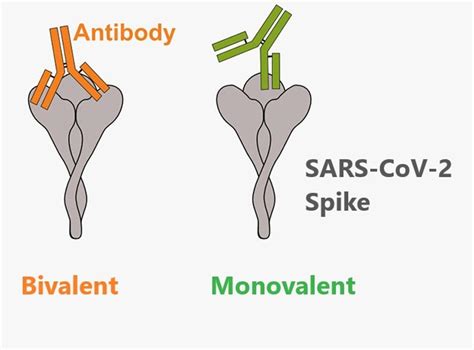 Bivalent Antibodies For Covid 19 Two Hands Are Better Than One Access