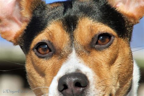 Rat Terriers Can Look Deep Into Your Soul Boxer