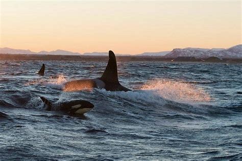 Tripadvisor Orca De Inverno E Safári De Baleia Em Lofoten Fornecido