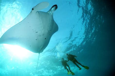 Scuba Diving 3 Dives Including Manta Rays At Nusa Penida Triphobo