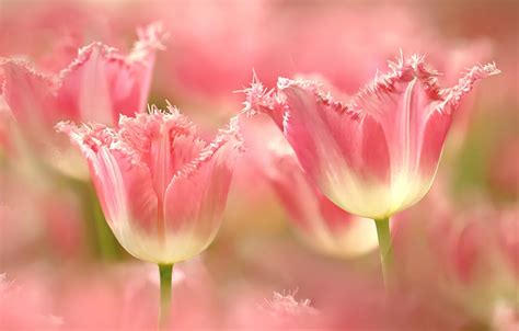 Wallpaper Flowers Spring Tulips Pink Bokeh Images For Desktop