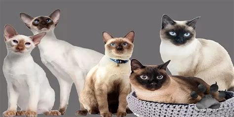 What Makes Siamese Cats Different Poultry Care Sunday