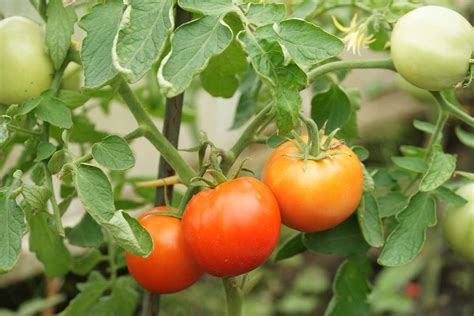 How To Grow Your Own Tomatoes Part 5 Harvesting Modern Farmer