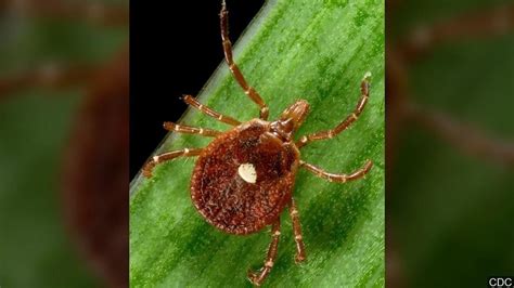 Tick Responsible For Red Meat Allergy Likely Behind New Virus Where