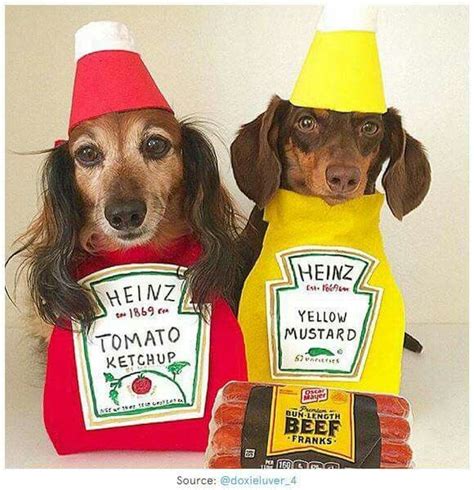15 Dogs Who Are Going All Out For National Hot Dog Day Weenie Dogs
