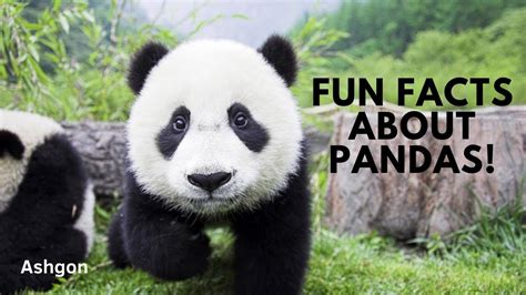 Fun Facts About Pandas Youtube