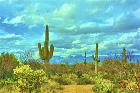 Saguaro National Park Tucson Arizona Photograph By Richard Jenkins