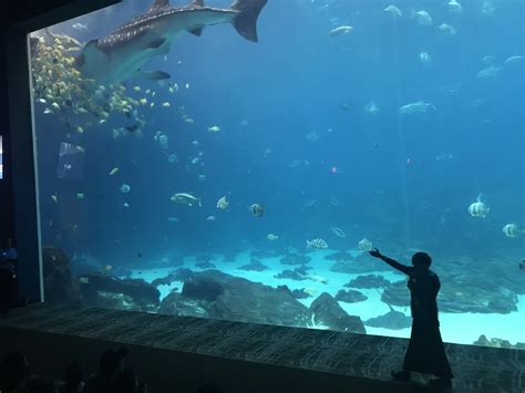 Every time we stop by, which is about once a week, the store gets bigger and better. 3 reasons why you need to visit the biggest aquarium in the U.S. - Points with a Crew
