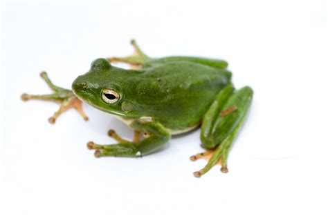 Frog White Background Images All White Background