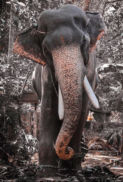 Incredible Collection Of Kerala Elephant Images Over 999 Stunning