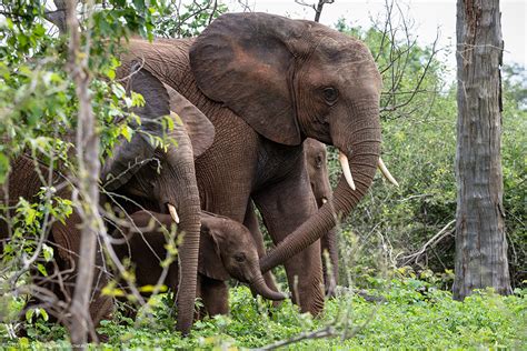 Chobe River Botswanas Elephant Paradise