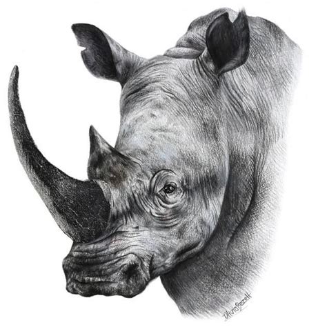 Rhino Cool And Quirky Art Print Miss Lolo Rhino Art Rhino Painting