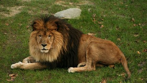 Free Photo Lion Lying Down Adult Safari Male Free Download Jooinn