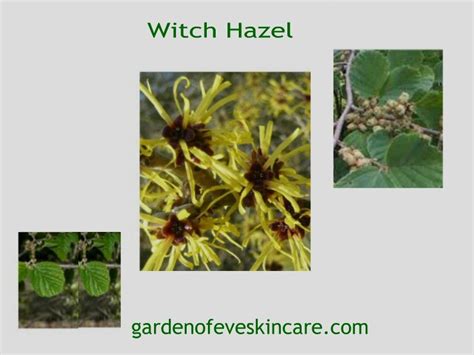 Witch Hazel For Skin And Health All The Seasonal Phases Of The Plant