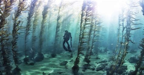 Free Diving In A Kelp Forest Pics