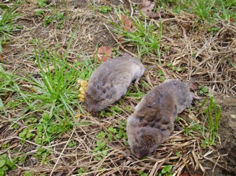 Vole Traps Supplies And More