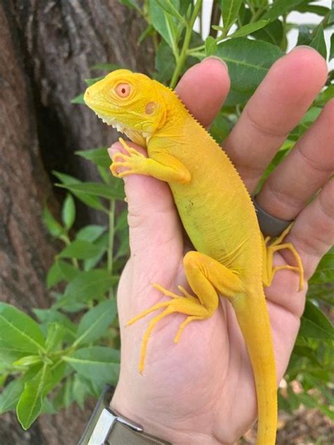 Albino Green Iguanas For Sale Snakes At Sunset
